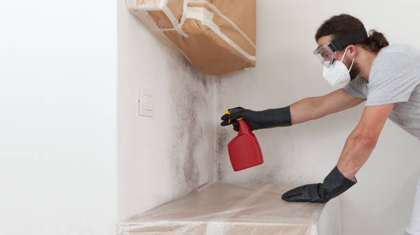 Professional Basement Mold Removal technician working in Liberty Hill, TX