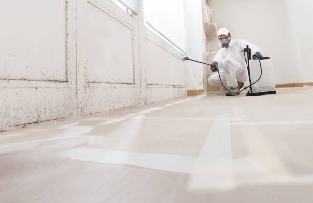 24/7 Emergency Basement Mold Removal experts in Liberty Hill, TX