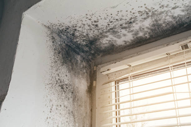 Affordable Basement Mold Removal solutions in Liberty Hill, TX