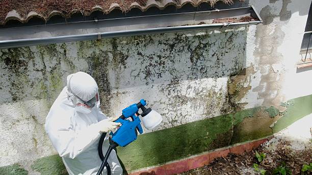 Top rated local Basement Mold Removal specialists in Liberty Hill, TX